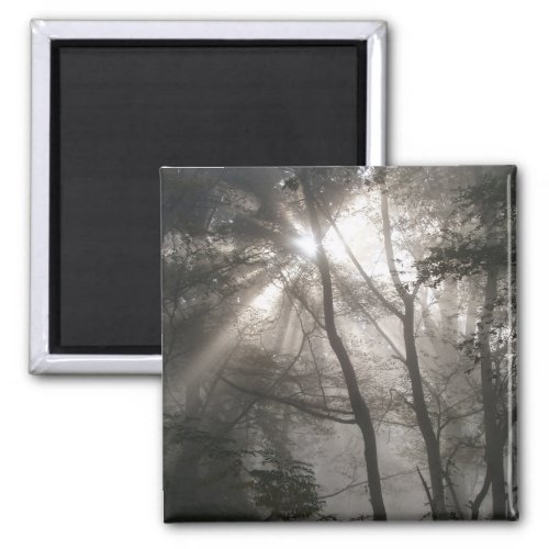 Sunlight Through Trees Dark Woodland Magnet