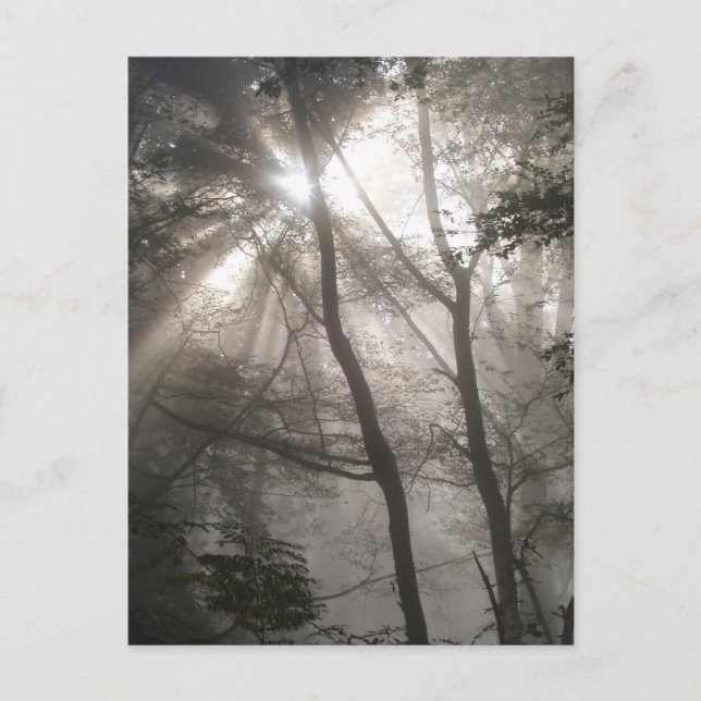 Sunlight Through Trees Dark Woodland Postcard (Front)