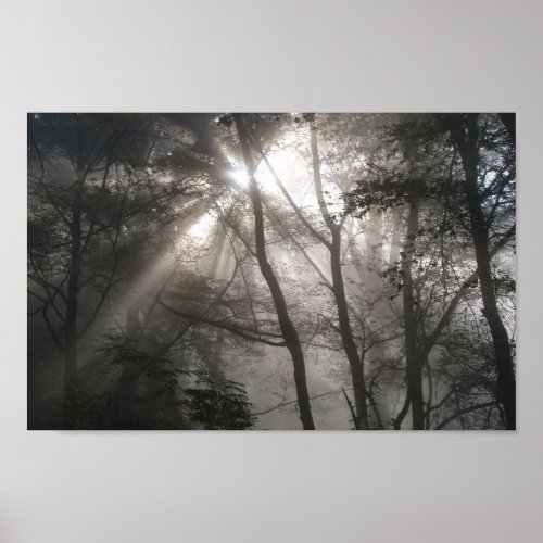 Sunlight Through Trees Photo Poster