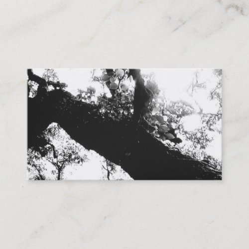 Sunlight Tree Black and White Photography Business Card Template