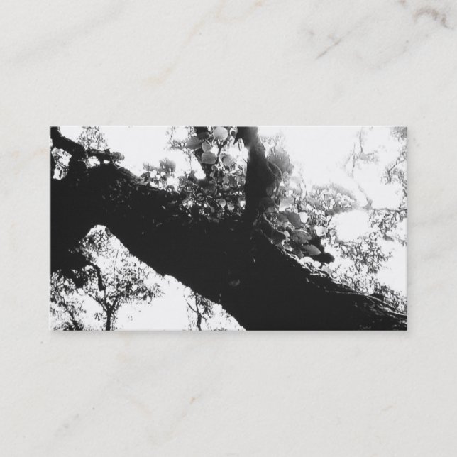 Sunlight Tree Black and White Photography Business Card (Front)