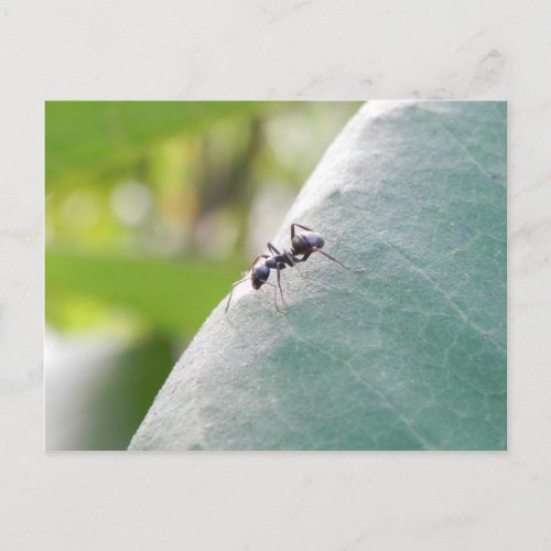 Sunlit Black Ant Postcard