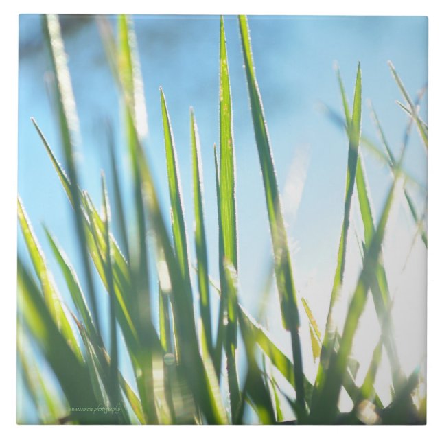 Sunlit Blades Ceramic Tile (Front)