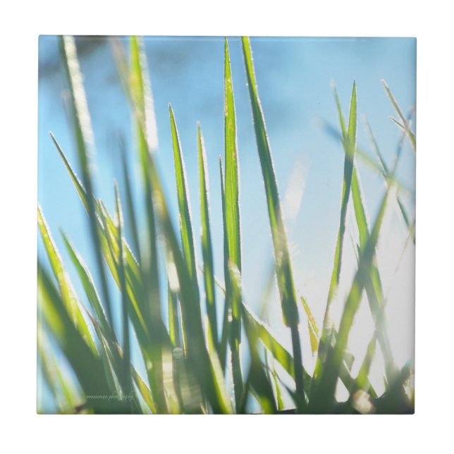 Sunlit Blades Ceramic Tile (Front)