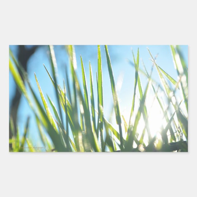 Sunlit Blades Rectangular Sticker (Front)