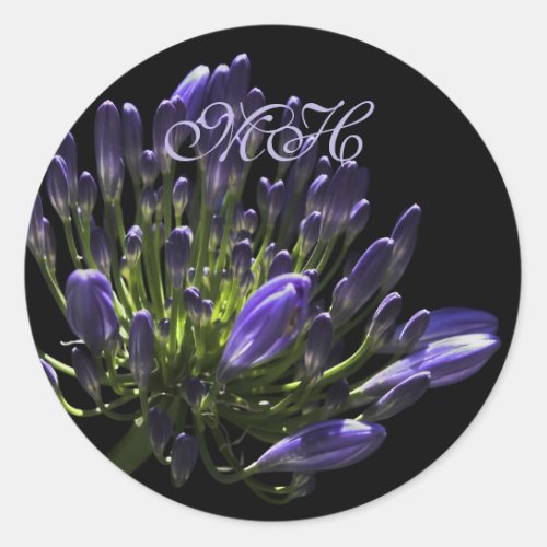 Sunlit Blooming Purple Agapanthus African Lily Classic Round Sticker