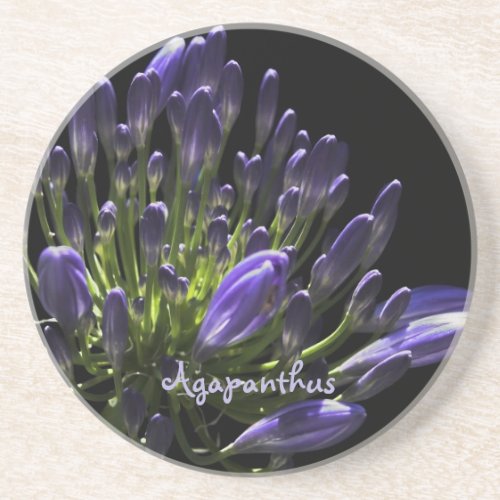 Sunlit Blooming Purple Agapanthus African Lily Drink Coaster