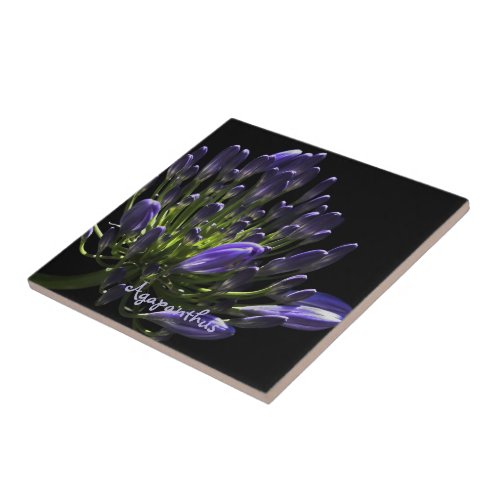 Sunlit Blooming Purple Agapanthus African Lily Tile