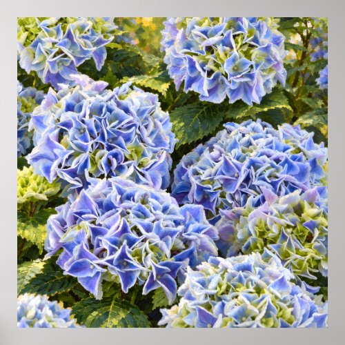 Sunlit Blue Hydrangea Clusters in a Lush Garden Poster