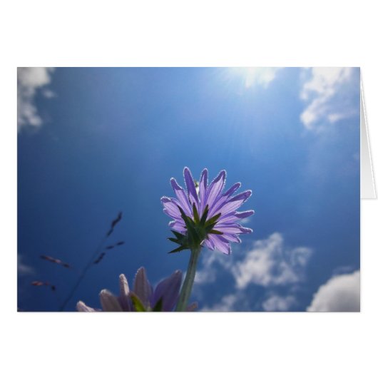 Sunlit Chickory Flower Cards (Front Horizontal)