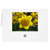 Sunlit Daffodil Cards (Back Horizontal)