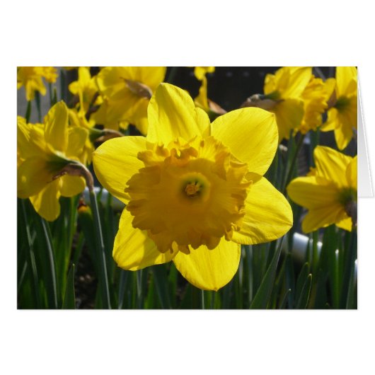 Sunlit Daffodil Cards (Front Horizontal)