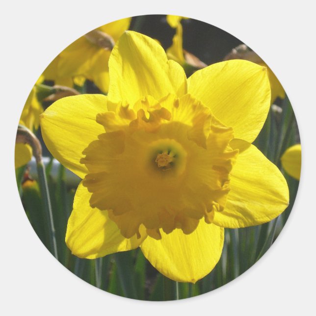 Sunlit Daffodil Classic Round Sticker (Front)