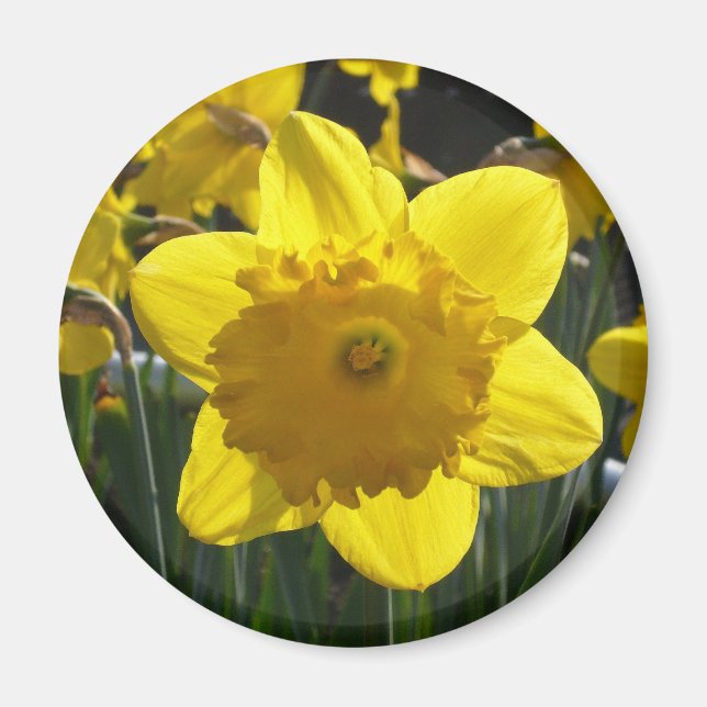Sunlit Daffodil Magnet (Front)