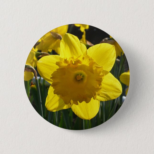 Sunlit Daffodil Pinback Button (Front)
