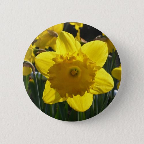 Sunlit Daffodil Pinback Button