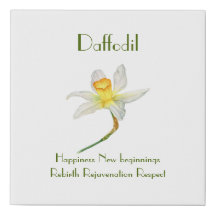Sunlit Daffodil with flower meaning
