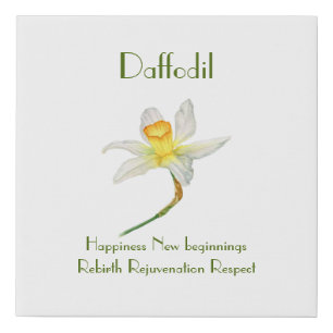 Sunlit Daffodil with flower meaning  Faux Canvas Print