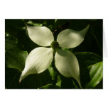 Sunlit Dogwood Blossom Spring Floral