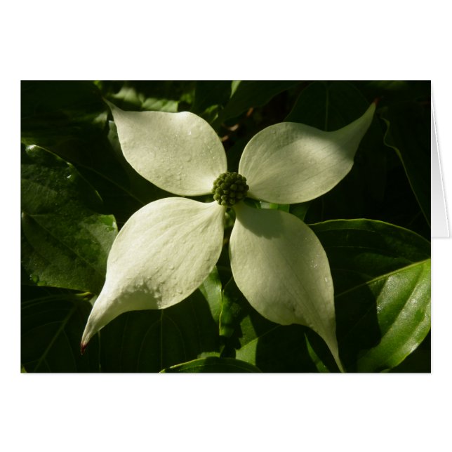 Sunlit Dogwood Blossom Spring Floral (Front Horizontal)