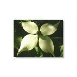 Sunlit Dogwood Blossom Spring Floral Canvas Print