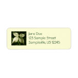 Sunlit Dogwood Blossom Spring Floral Label