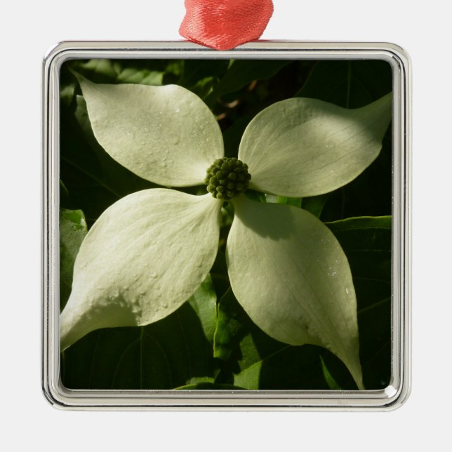 Sunlit Dogwood Blossom Spring Floral Metal Ornament (Front)