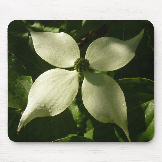 Sunlit Dogwood Blossom Spring Floral Mouse Pad (Front)