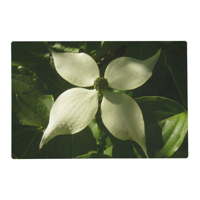 Sunlit Dogwood Blossom Spring Floral Placemat (Front)