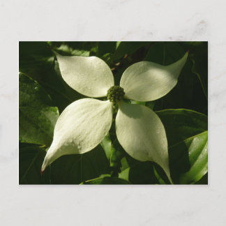 Sunlit Dogwood Blossom Spring Floral Postcard