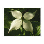 Sunlit Dogwood Blossom Spring Floral Postcard