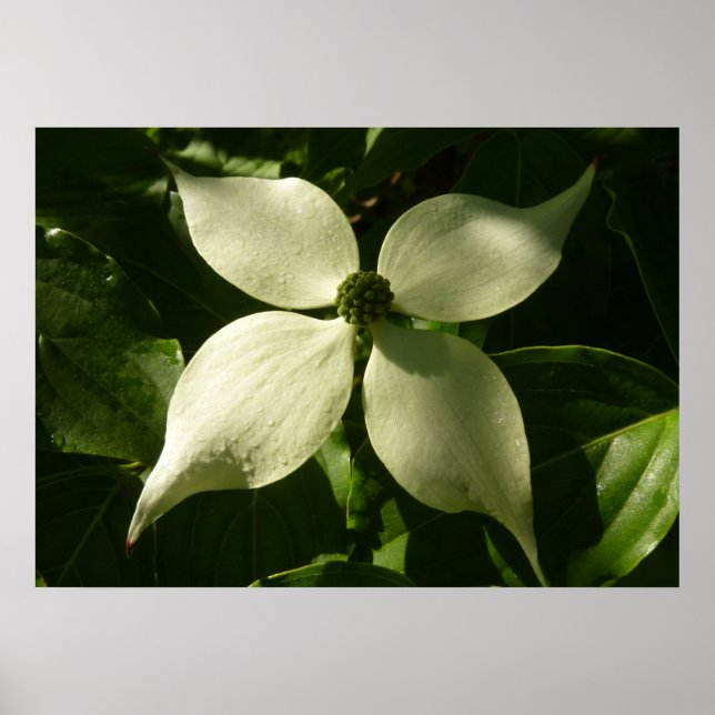Sunlit Dogwood Blossom Spring Floral Poster (Front)