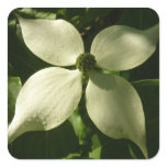 Sunlit Dogwood Blossom Spring Floral Square Sticker