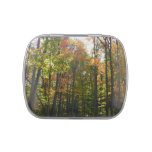 Sunlit Fall Forest Autumn Landscape Candy Tin