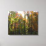 Sunlit Fall Forest Autumn Landscape Canvas Print