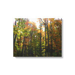 Sunlit Fall Forest Autumn Landscape Canvas Print