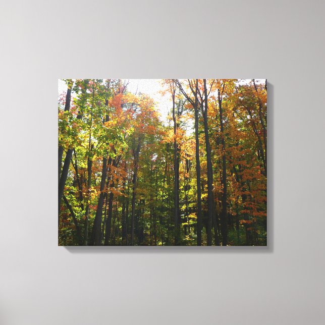 Sunlit Fall Forest Autumn Landscape Canvas Print (Front)