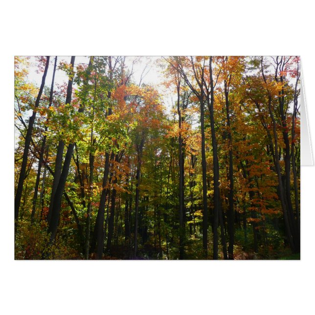 Sunlit Fall Forest Autumn Landscape Cards (Front Horizontal)