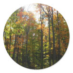 Sunlit Fall Forest Autumn Landscape Classic Round Sticker