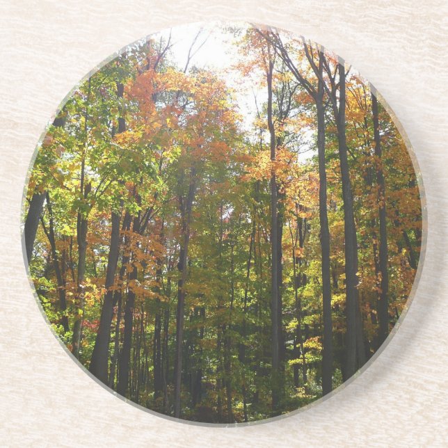 Sunlit Fall Forest Autumn Landscape Coaster (Front)