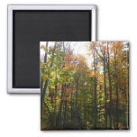Sunlit Fall Forest Autumn Landscape Magnet