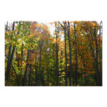 Sunlit Fall Forest Autumn Landscape Photo Print