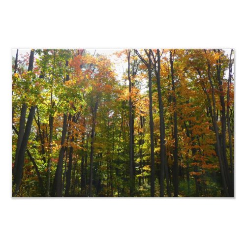 Sunlit Fall Forest Autumn Landscape Photo Print