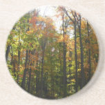 Sunlit Fall Forest Autumn Landscape Photography Coaster