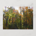 Sunlit Fall Forest Autumn Landscape Postcard