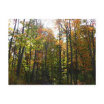 Sunlit Fall Forest Autumn Landscape Postcard