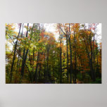 Sunlit Fall Forest Autumn Landscape Poster