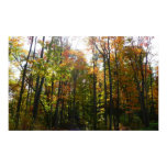 Sunlit Fall Forest Autumn Landscape Poster