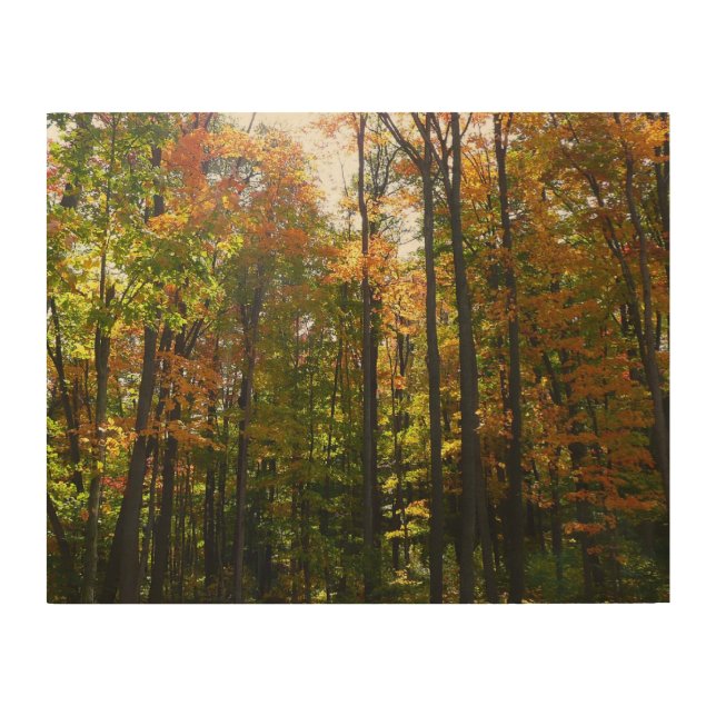 Sunlit Fall Forest Autumn Landscape Wood Wall Art (Front)