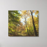 Sunlit Fall Forest II Autumn Landscape Photography Canvas Print